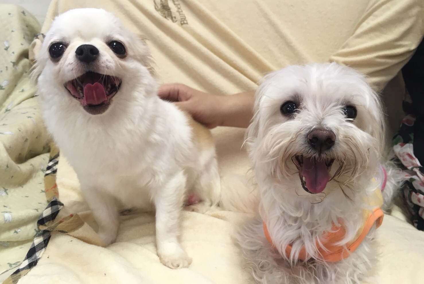 【今日の里帰りワンコ🐶マルチーズのココちゃん💕】